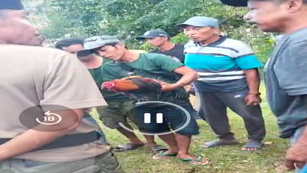 Bulukumba Memalukan! Judi Sabung Ayam Bebas Main, Hukum Cuma Jadi Pajangan