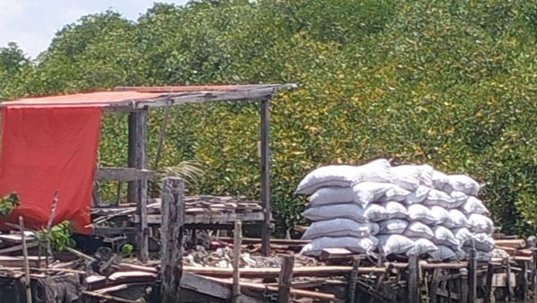 Abrasi Mengancam, Mangrove Tanakeke Terus Dihabisi